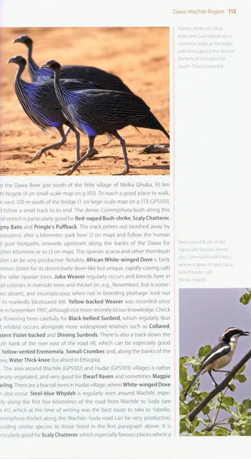 Where to Watch Birds in Ethiopia, - Gabremichael,M. & Spottiswoode,J.F.C. 2010